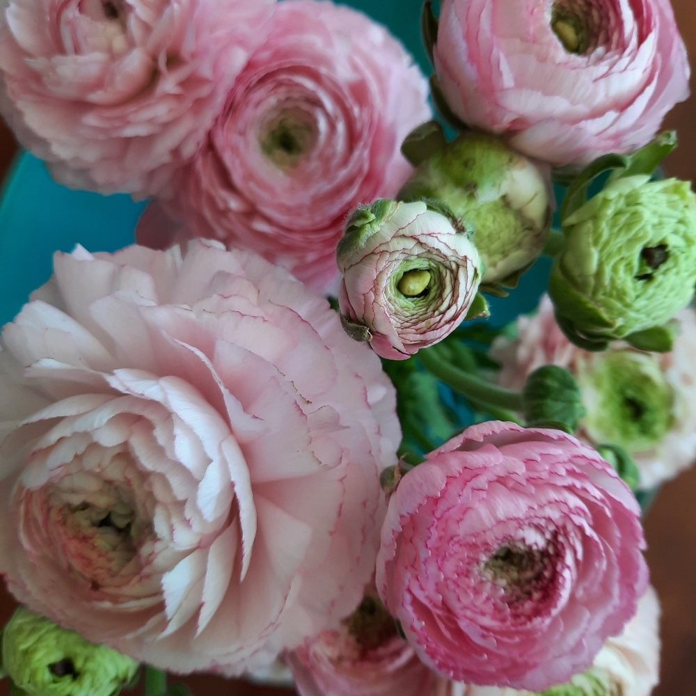 Meet your Posher, Suzanne